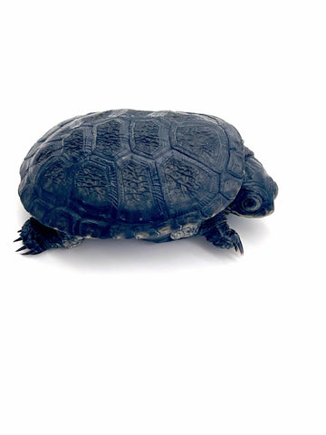 Congo Dwarf Mud Turtle (Pelusios nanus) - Reptile Pets Direct