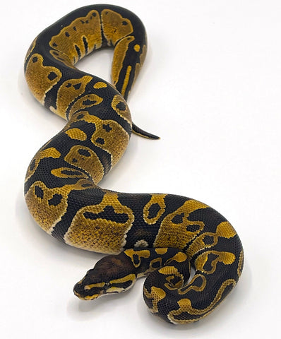 Black Python Pet Black Bee Ball Python