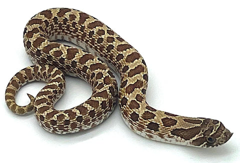 Western Hognose Snake - Reptile Pets Direct