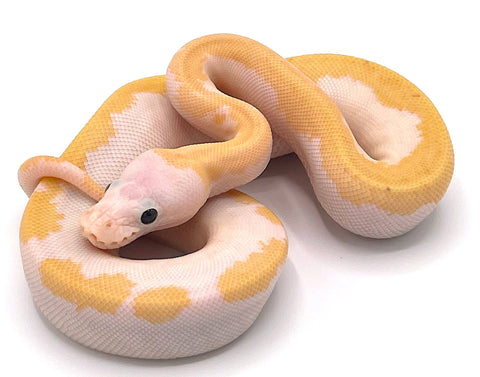 Orange Dream Super Fire Ball Python - Reptile Pets Direct