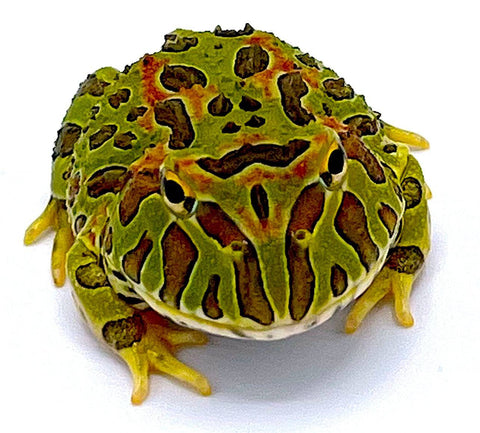 Ornate Pacman Frog - Reptile Pets Direct