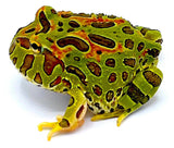 Ornate Pacman Frog - Reptile Pets Direct