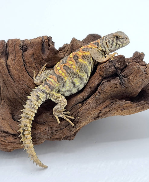 healthy weight for ornate uromastyx? : r/reptiles