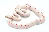 Palmetto Corn Snake - Reptile Pets Direct