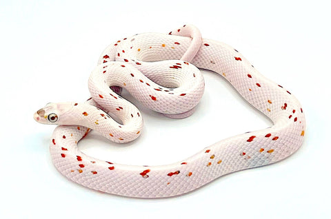From https://www.google.com/url?sa=i&url=https%3A%2F%2Freptilepetsdirect.com%2Fproducts%2Fpalmetto-corn-snake&psig=AOvVaw0KfUql2xAnQc7FkGIONsTP&ust=1752566667820000&source=images&cd=vfe&opi=89978449&ved=0CBQQjRxqFwoTCOjLi9_xu44DFQAAAAAdAAAAABAE