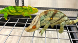 Orange Eye Parson’s Chameleons Pair (Calumma parsonii) - Reptile Pets Direct