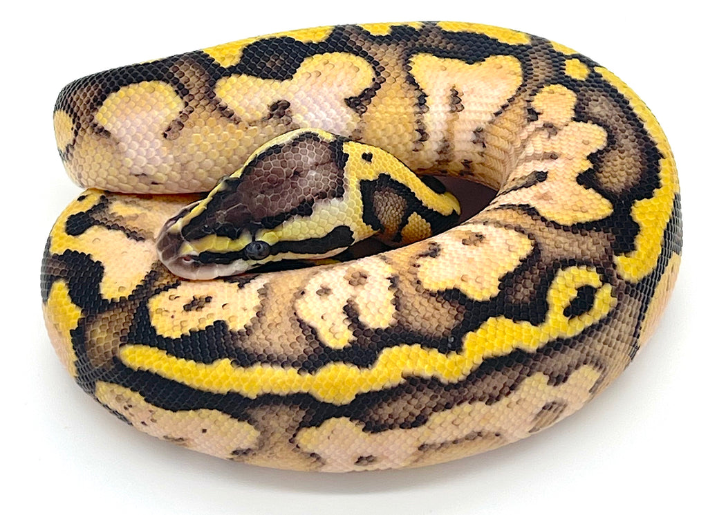 Fire Pastel Ball Python