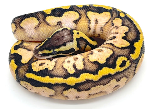 Pastel Calico Ball Python - Reptile Pets Direct