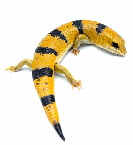 Peter's Banded Skink (Scincopus fasciatus) - Reptile Pets Direct