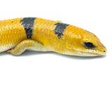 Peter's Banded Skink (Scincopus fasciatus) - Reptile Pets Direct
