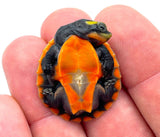 Baby Pink Belly Side Neck Turtle - Reptile Pets Direct