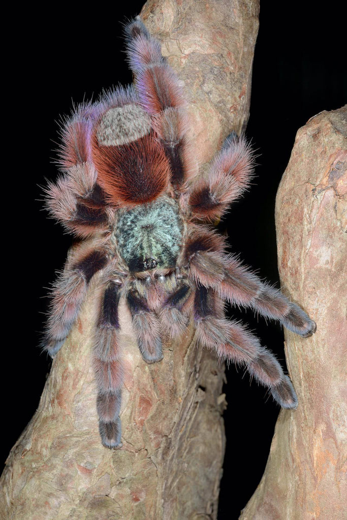 Antilles Pink Toe Tarantula (A. versicolor) Reptile Pets Direct