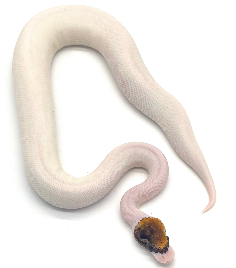 Pinto Pied Ball Python – Reptile Pets Direct