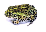 African Giant Pixie Frog (Pyxicephalus adspersus) - Reptile Pets Direct