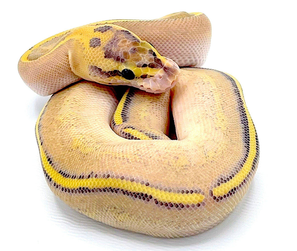 Puma Ball Python – Reptile Pets Direct