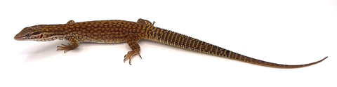 C.B. Australian Red Ridge Tail Monitors - Reptile Pets Direct