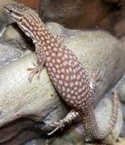 C.B. Australian Red Ridge Tail Monitors - Reptile Pets Direct