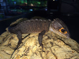 Red Eye Crocodile Skink - Reptile Pets Direct
