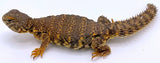 Saharan (Nigerian) Uromastyx - Reptile Pets Direct
