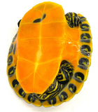 Northern Red Belly Slider - Reptile Pets Direct