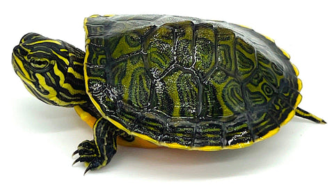 Northern Red Belly Slider - Reptile Pets Direct