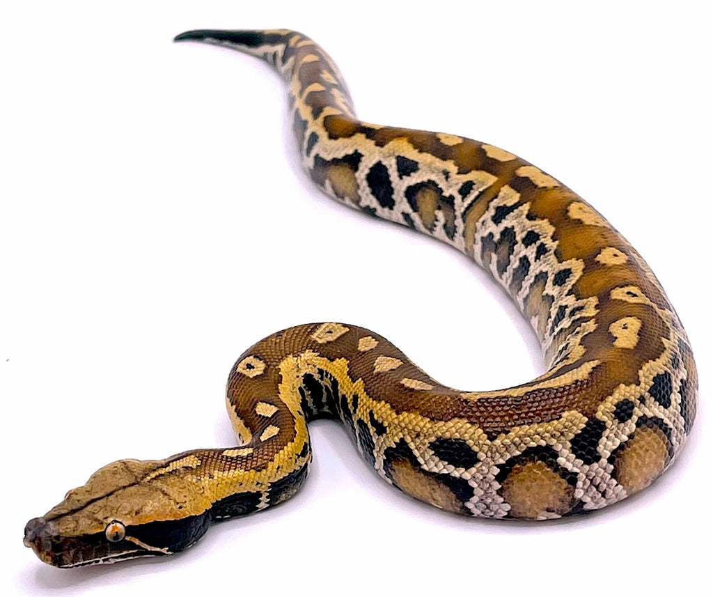 Sumatran Red Blood Python (Python brongersmai) – Reptile Pets Direct