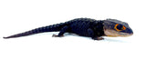 Red Eye Crocodile Skink - Reptile Pets Direct
