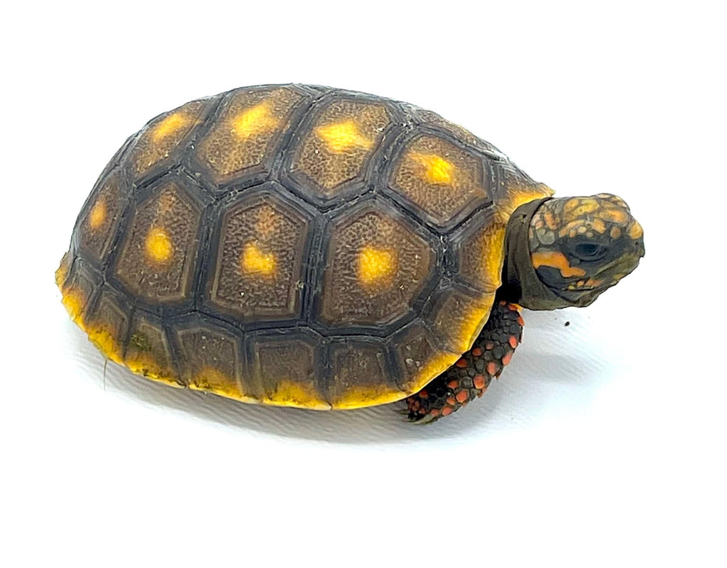 Venezuelan Red Foot Tortoise Baby – Reptile Pets Direct