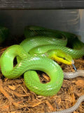 Red Tail Green Rat Snakes Adults - Reptile Pets Direct