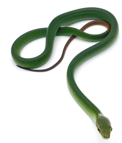 CB Red Tail Green Rat Snake - Reptile Pets Direct