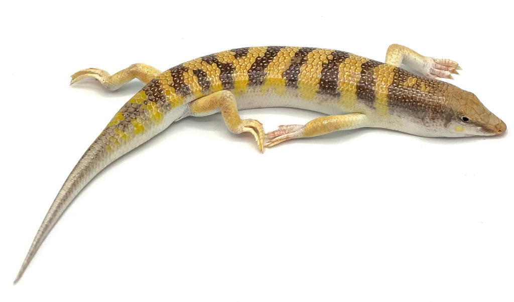 Sandfish (Scincus scincus) – Reptile Pets Direct