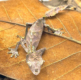 Satanic Leaf Tailed Gecko - Reptile Pets Direct