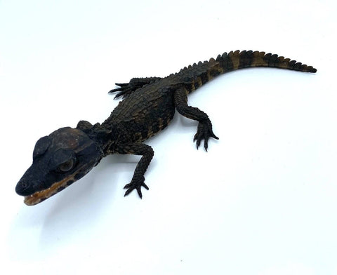 Schneider's Dwarf Caiman - Reptile Pets Direct