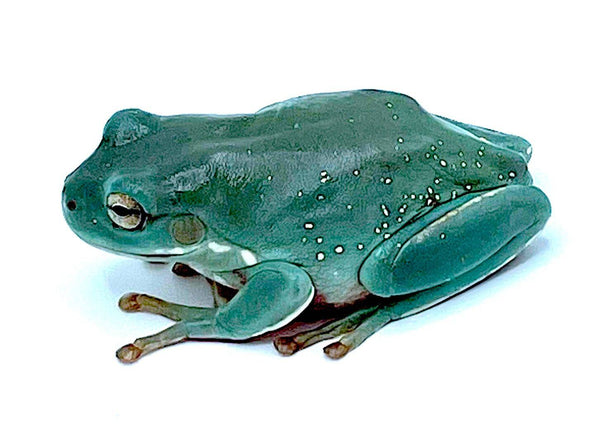Snowflake Whites Tree Frogs – Reptile Pets Direct