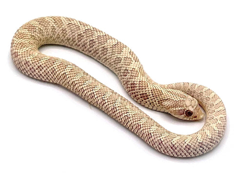 Snow Western Hognose Snake - Reptile Pets Direct