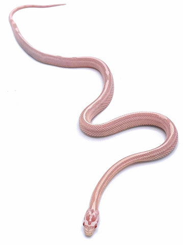 Snow Striped Corn Snake - Reptile Pets Direct