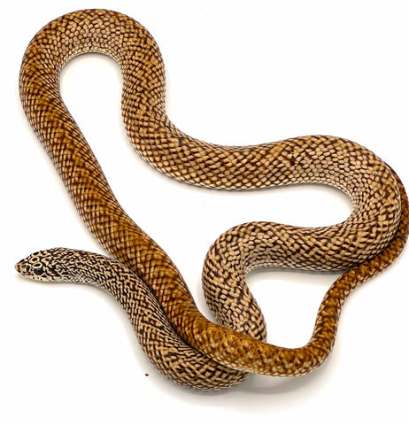 Speckled Hog Nose Snake - Reptile Pets Direct