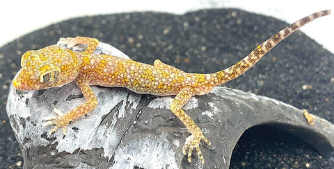 Speckled Dune Gecko (Stenodactylus stenodactylus) - Reptile Pets Direct
