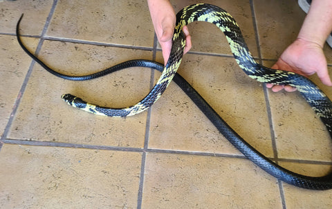 Tiger Rat Snake (spilotes) - Reptile Pets Direct