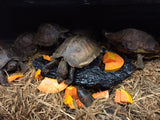 Spiny Hill Turtle - Reptile Pets Direct