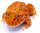 Strawberry PacMan Frog - Reptile Pets Direct