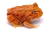 Strawberry PacMan Frog - Reptile Pets Direct