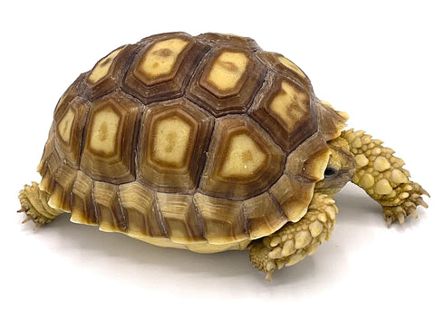 Sulcata Tortoise 3" - Reptile Pets Direct
