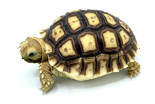Baby Sulcata Tortoise – Reptile Pets Direct - Main Image
