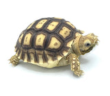 C.B. Baby Sulcatta Tortoise - Reptile Pets Direct