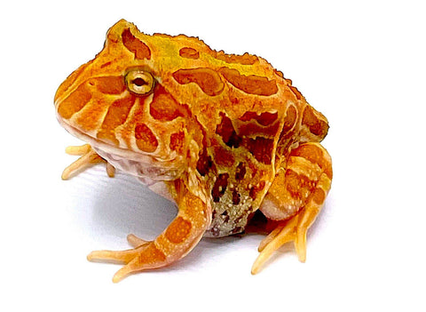 Sunburst Pacman Frog - Reptile Pets Direct