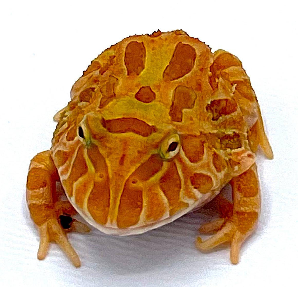 Sunburst Pacman Frog – Reptile Pets Direct