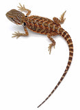 Super Red Bearded Dragon - Reptile Pets Direct