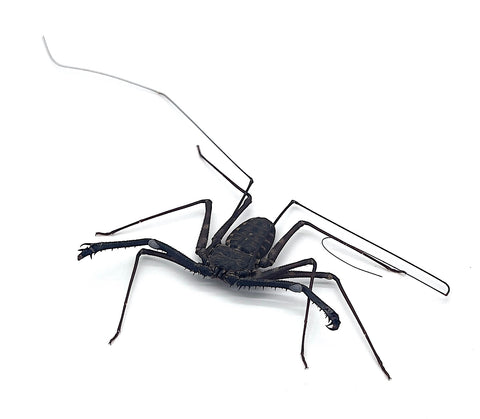 Tailless Whip Scorpion - Reptile Pets Direct