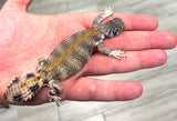 Thomasi Uromastyx Juvenile - Reptile Pets Direct